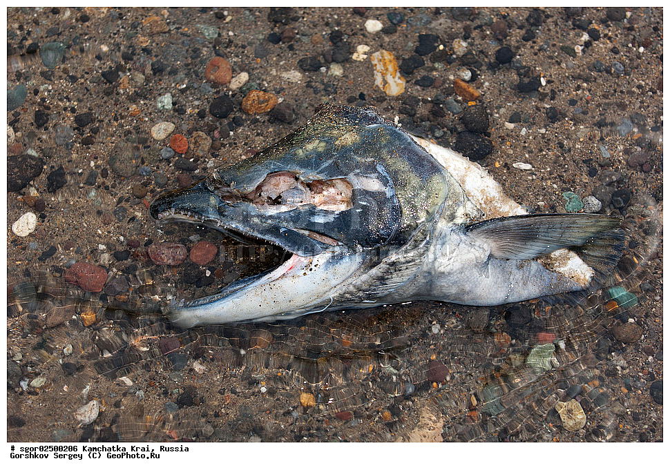 ��������, ��������, ����, ����, XYZ, ���������� ��������, ���������� ����, ���������� �����, ����� ��������, ��������, ���������, Salmonidae, ������, ������, �������, ������, �������