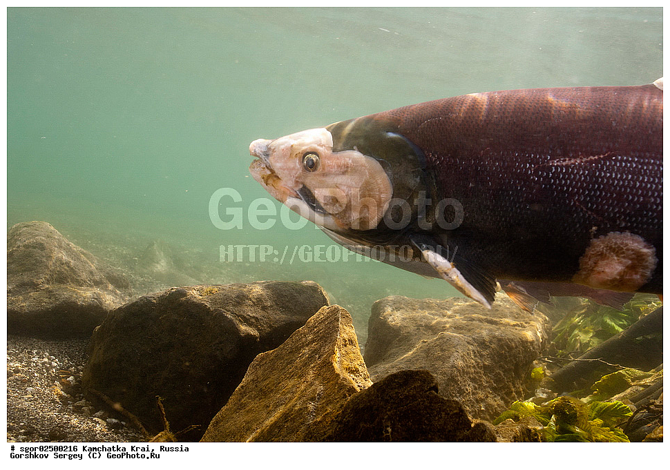 ��������, ��������, ����, ����, XYZ, ���������� ��������, ���������� ����, ���������� �����, ����� ��������, ��������, ���������, Salmonidae, ������, ������, �������, ������, �������