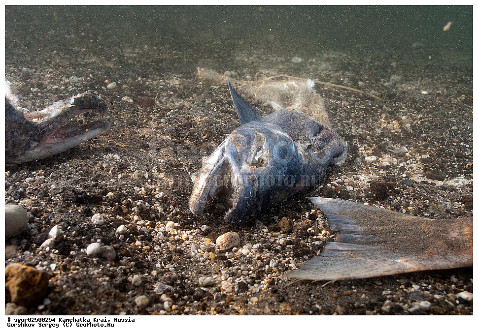 ��������, ��������, ����, ����, XYZ, ���������� ��������, ���������� ����, ���������� �����, ����� ��������, ��������, ���������, Salmonidae, ������, ������, �������, ������, �������