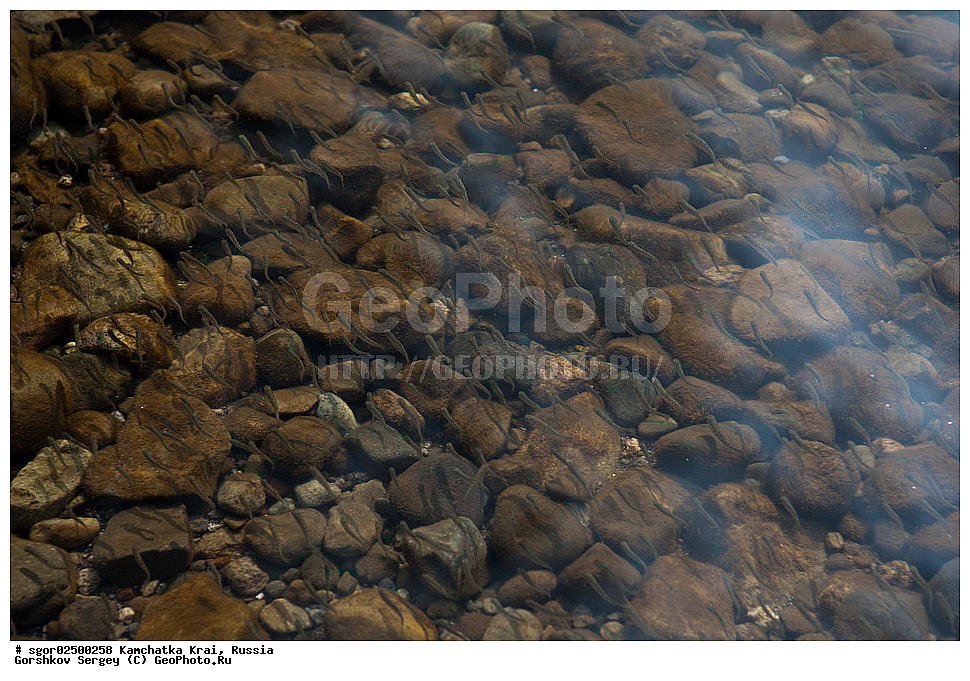 ��������, ��������, ����, ����, XYZ, ���������� ��������, ���������� ����, ���������� �����, ����� ��������, ��������, ���������, Salmonidae, ������, ������, �������, ������, �������