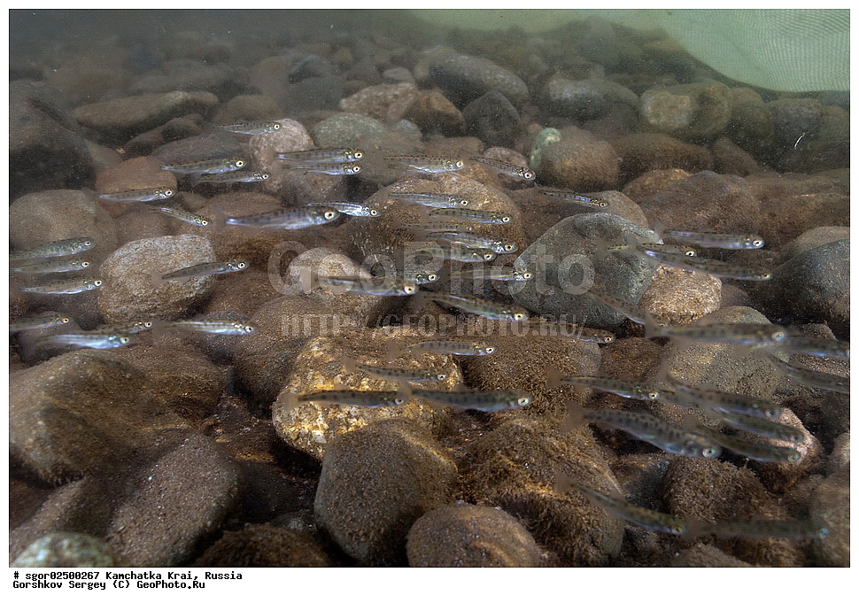 ��������, ��������, ����, ����, XYZ, ���������� ��������, ���������� ����, ���������� �����, ����� ��������, ��������, ���������, Salmonidae, ������, ������, �������, ������, �������