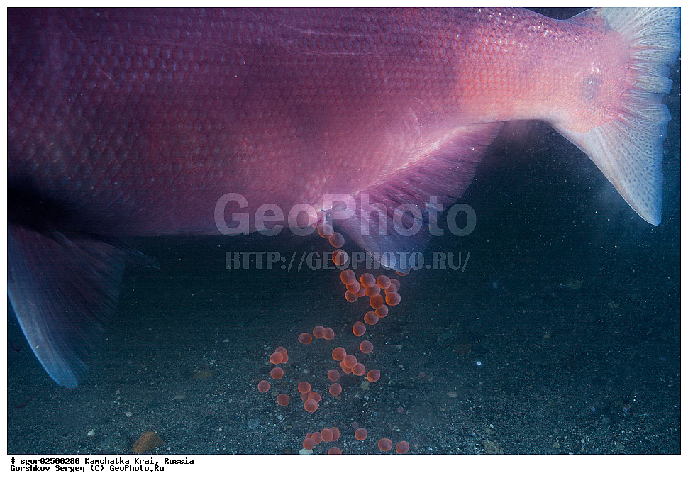 ��������, ��������, ����, ����, XYZ, ���������� ��������, ���������� ����, ���������� �����, ����� ��������, ��������, ���������, Salmonidae, ������, ������, �����������