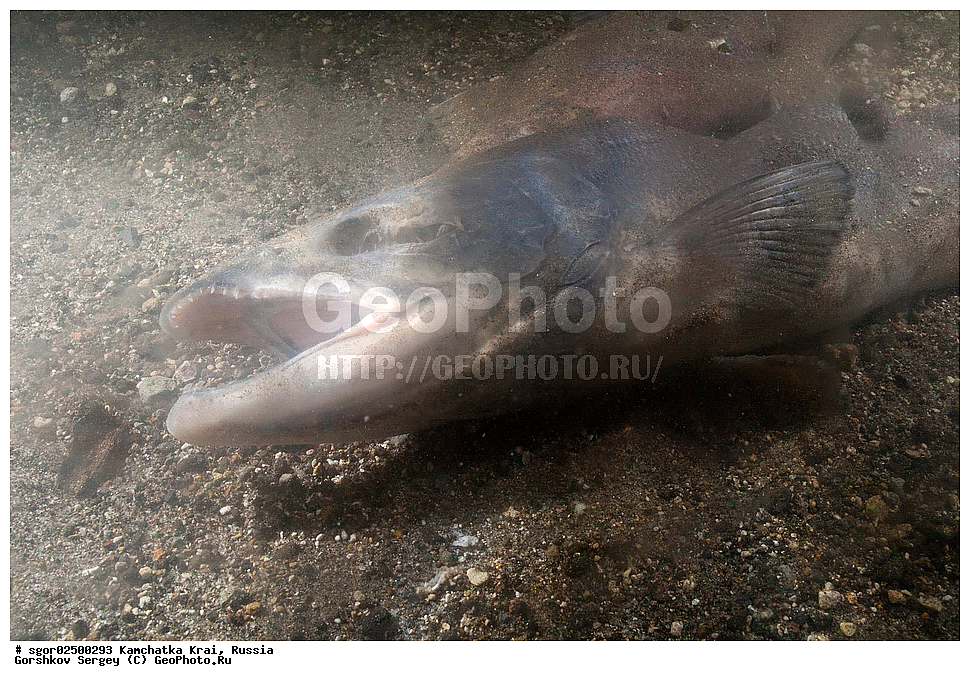 ��������, ��������, ����, ����, XYZ, ���������� ��������, ���������� ����, ���������� �����, ����� ��������, ��������, ���������, Salmonidae, ������, ������, �������, ������, �������