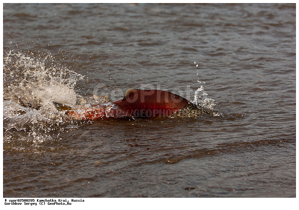 ��������, ��������, ����, ����, XYZ, ���������� ��������, ���������� ����, ���������� �����, ����� ��������, ��������, ���������, Salmonidae, ������, ������, ��� �������, ������