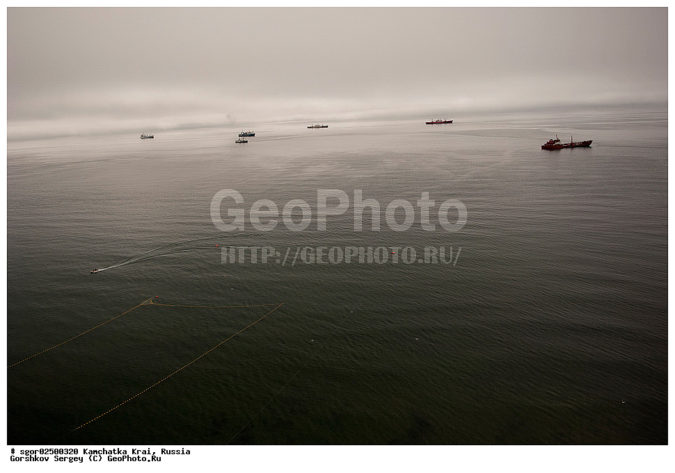 ��������, ��������, ����, ����, XYZ, ���������� ��������, ���������� ����, ��������, ���������, Salmonidae, ������, ������, ���, ������� ����, ����