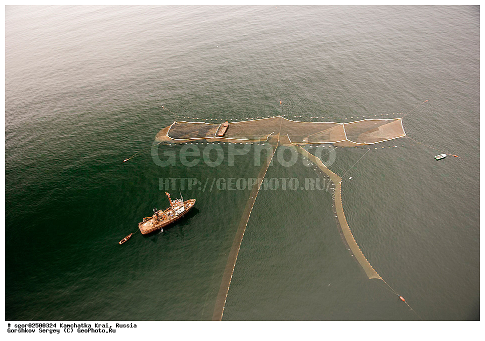 ��������, ��������, ����, ����, XYZ, ���������� ��������, ���������� ����, ��������, ���������, Salmonidae, ������, ������, ���, ������� ����, ����