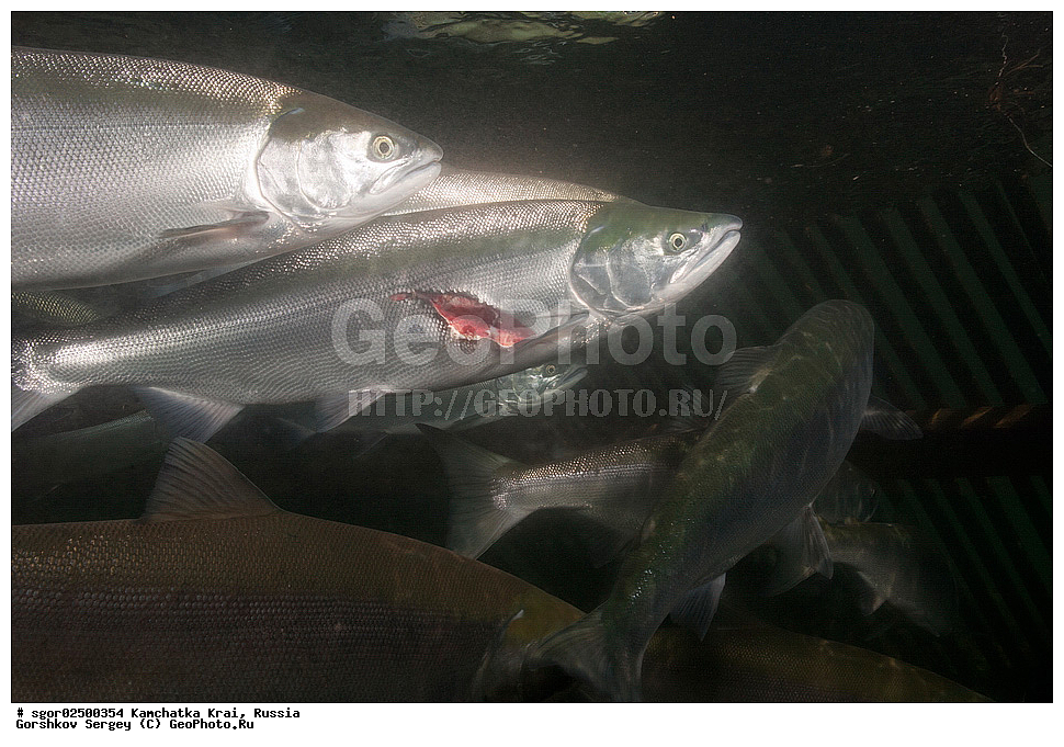 ��������, ��������, ����, ����, XYZ, ���������� ��������, ���������� ����, ���������� �����, ����� ��������, ��������, ���������, Salmonidae, ������, ������, �������, ������, �������