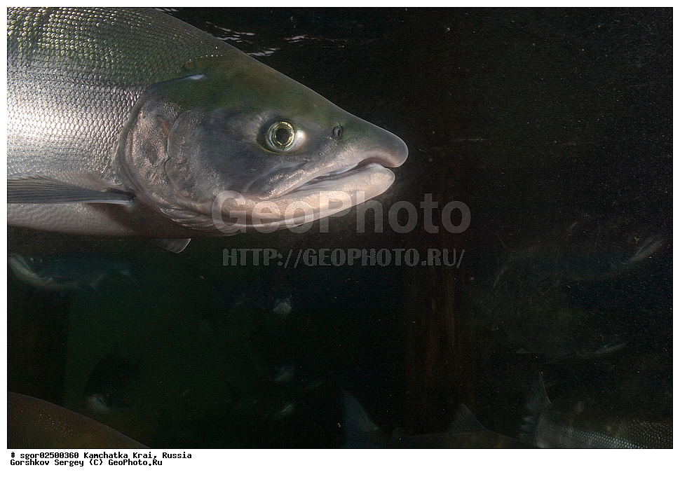 ��������, ��������, ����, ����, XYZ, ���������� ��������, ���������� ����, ���������� �����, ����� ��������, ��������, ���������, Salmonidae, ������, ������, ��� �������, ������