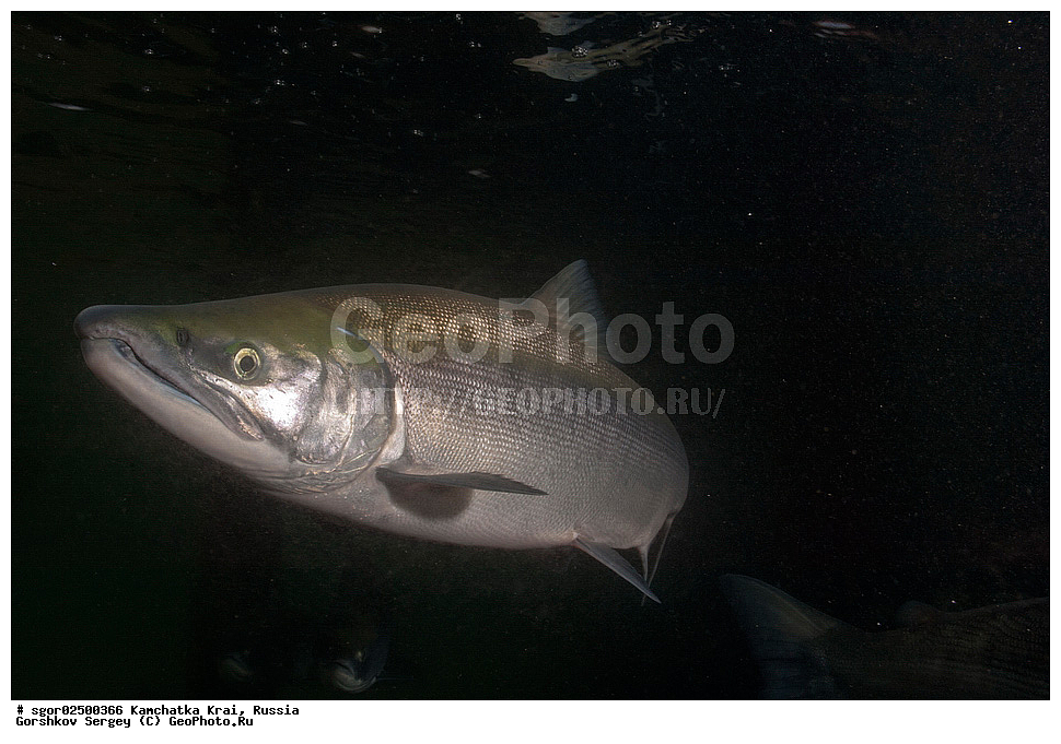 ��������, ��������, ����, ����, XYZ, ���������� ��������, ���������� ����, ���������� �����, ����� ��������, ��������, ���������, Salmonidae, ������, ������, ��� �������, ������