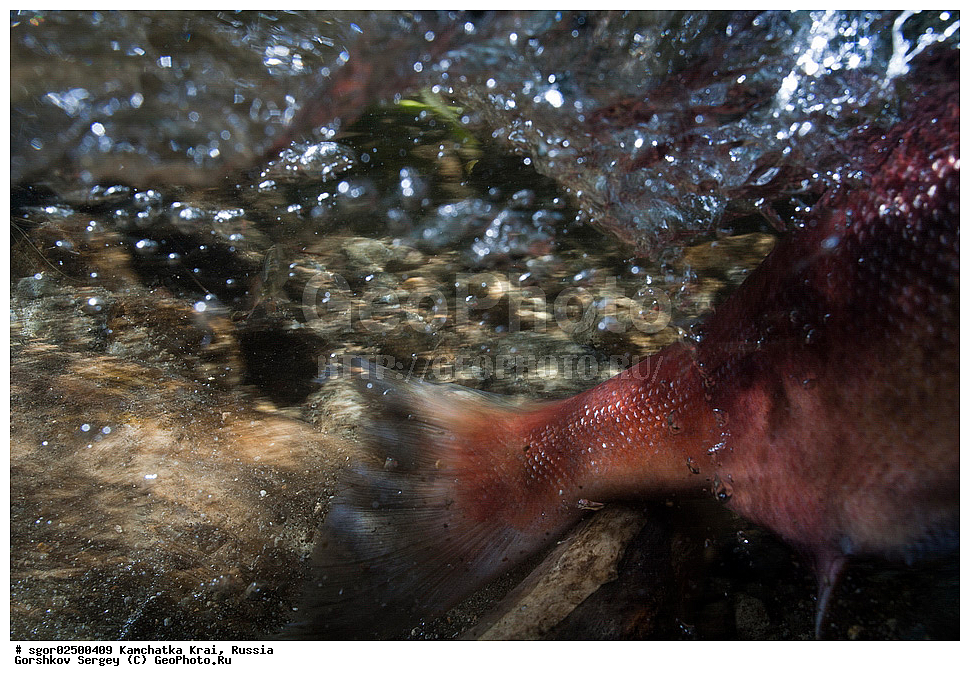��������, ��������, ����, ����, XYZ, ���������� ��������, ���������� ����, ���������� �����, ����� ��������, ��������, ���������, Salmonidae, ������, ������, ��� �������, ������