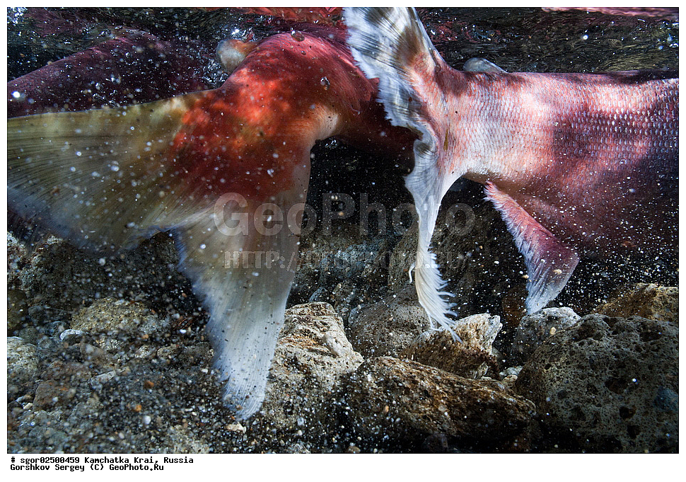 ��������, ��������, ����, ����, XYZ, ���������� ��������, ���������� ����, ���������� �����, ����� ��������, ��������, ���������, Salmonidae, ������, ������, �������, ������, �������