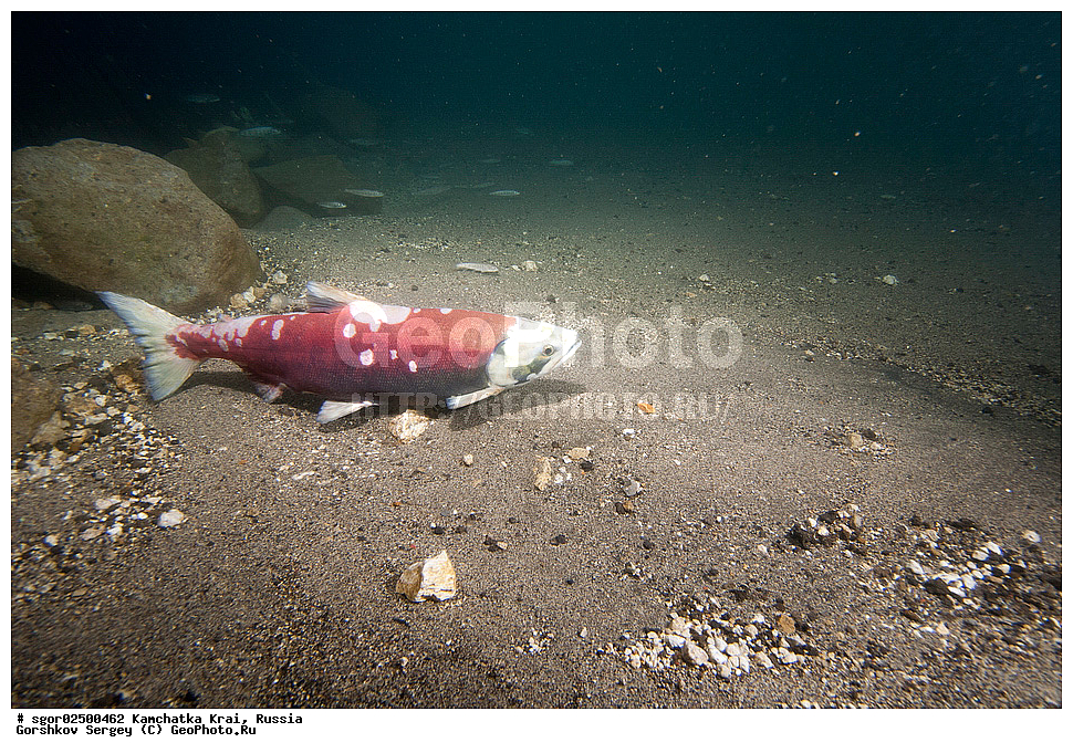 ��������, ��������, ����, ����, XYZ, ���������� ��������, ���������� ����, ���������� �����, ����� ��������, ��������, ���������, Salmonidae, ������, ������, �������, ������, �������