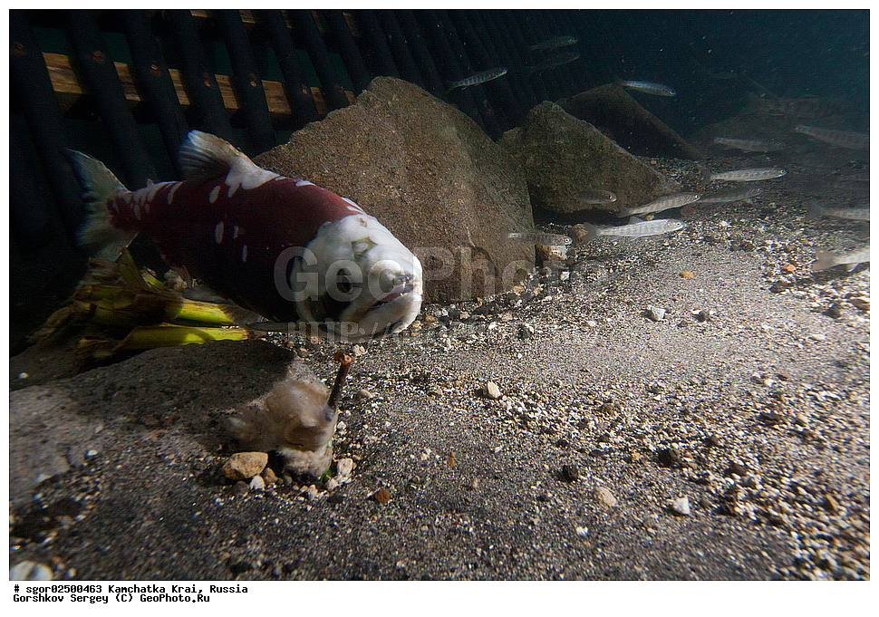 ��������, ��������, ����, ����, XYZ, ���������� ��������, ���������� ����, ���������� �����, ����� ��������, ��������, ���������, Salmonidae, ������, ������, �������, ������, �������