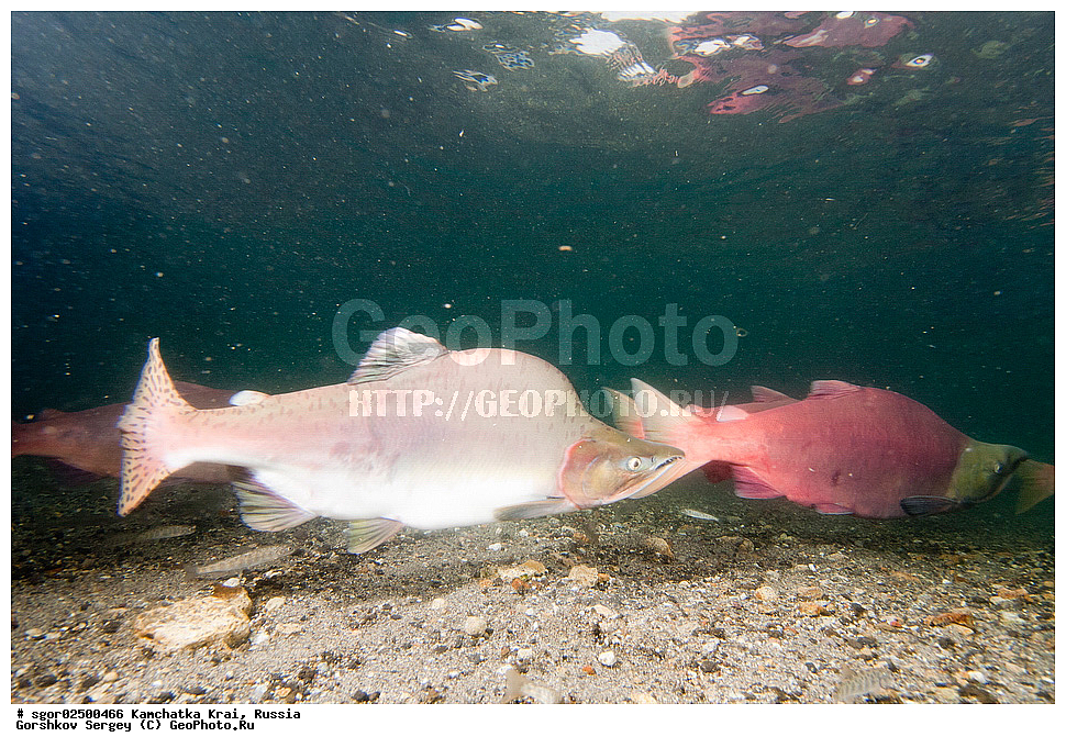 ��������, ��������, ����, ����, XYZ, ���������� ��������, ���������� ����, ���������� �����, ����� ��������, ��������, ���������, Salmonidae, ������, ������, ��� �������, ������