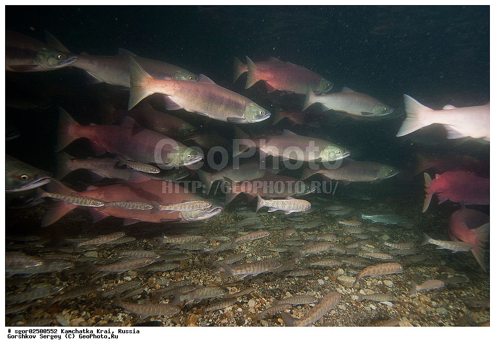 ��������, ��������, ����, ����, XYZ, ���������� ��������, ���������� ����, ���������� �����, ����� ��������, ��������, ���������, Salmonidae, ������, ������, ��� �������, ������