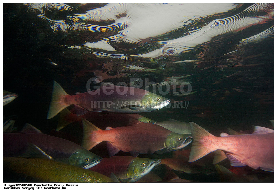 ��������, ��������, ����, ����, XYZ, ���������� ��������, ���������� ����, ���������� �����, ����� ��������, ��������, ���������, Salmonidae, ������, ������, ��� �������, ������