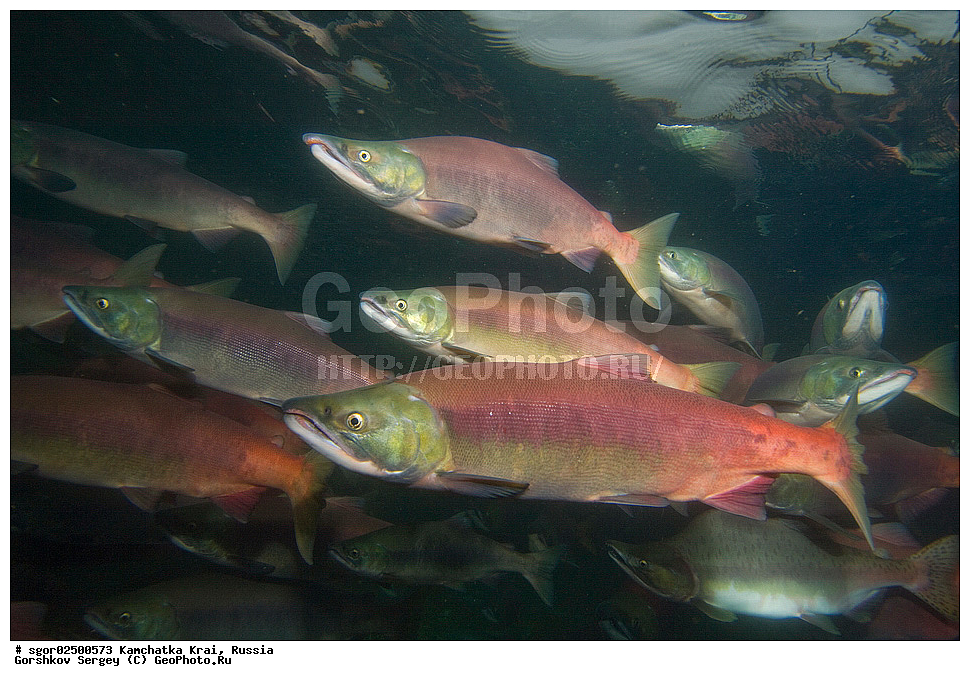 ��������, ��������, ����, ����, XYZ, ���������� ��������, ���������� ����, ���������� �����, ����� ��������, ��������, ���������, Salmonidae, ������, ������, ��� �������, ������