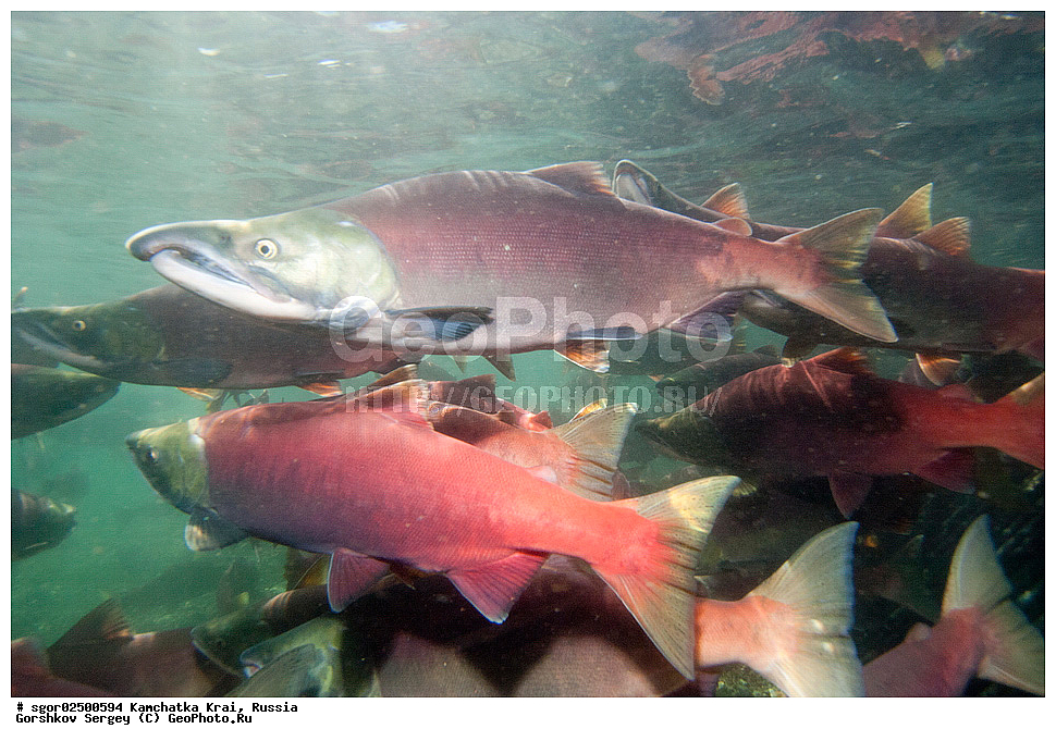 ��������, ��������, ����, ����, XYZ, ���������� ��������, ���������� ����, ���������� �����, ����� ��������, ��������, ���������, Salmonidae, ������, ������, ��� �������, ������