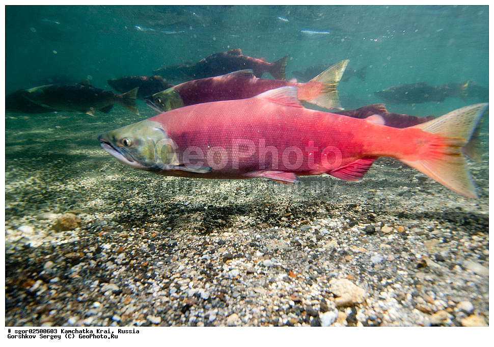 ��������, ��������, ����, ����, XYZ, ���������� ��������, ���������� ����, ���������� �����, ����� ��������, ��������, ���������, Salmonidae, ������, ������, ��� �������, ������