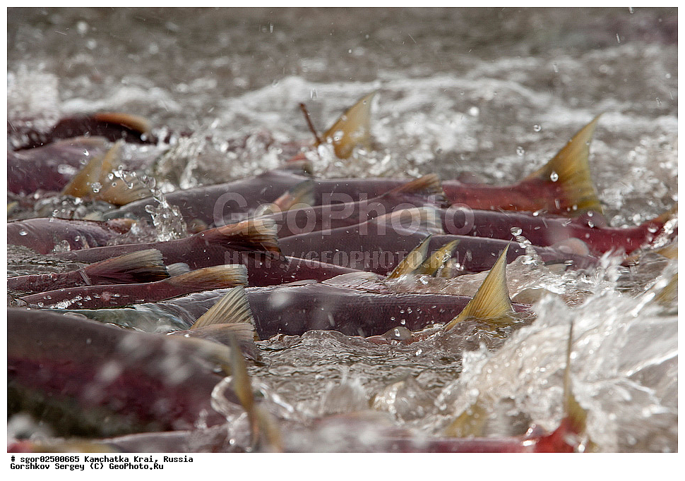 ��������, ��������, ����, ����, XYZ, ���������� ��������, ���������� ����, ���������� �����, ����� ��������, ��������, ���������, Salmonidae, ������, ������, ��� �������, ������