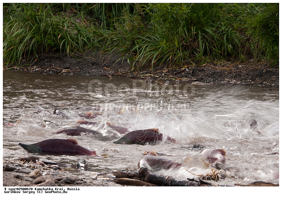 ��������, ��������, ����, ����, XYZ, ���������� ��������, ���������� ����, ���������� �����, ����� ��������, ��������, ���������, Salmonidae, ������, ������, ��� �������, ������