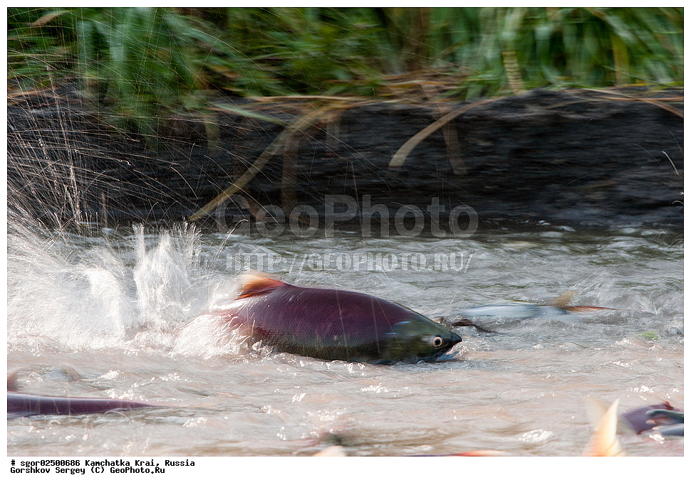 ��������, ��������, ����, ����, XYZ, ���������� ��������, ���������� ����, ���������� �����, ����� ��������, ��������, ���������, Salmonidae, ������, ������, ��� �������, ������