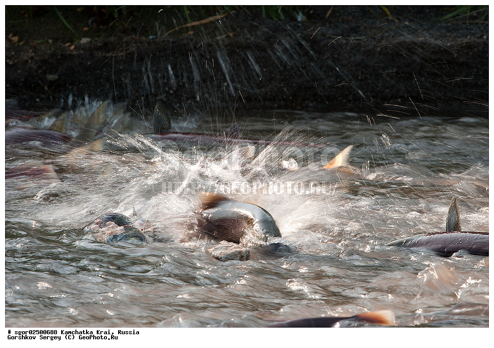 ��������, ��������, ����, ����, XYZ, ���������� ��������, ���������� ����, ���������� �����, ����� ��������, ��������, ���������, Salmonidae, ������, ������, ��� �������, ������