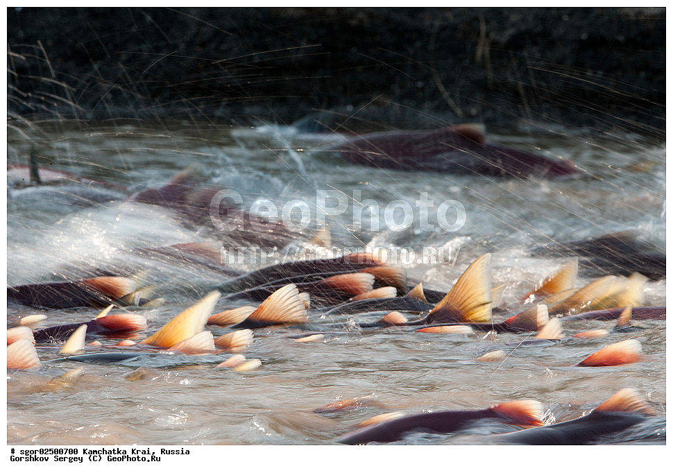 ��������, ��������, ����, ����, XYZ, ���������� ��������, ���������� ����, ���������� �����, ����� ��������, ��������, ���������, Salmonidae, ������, ������, ��� �������, ������