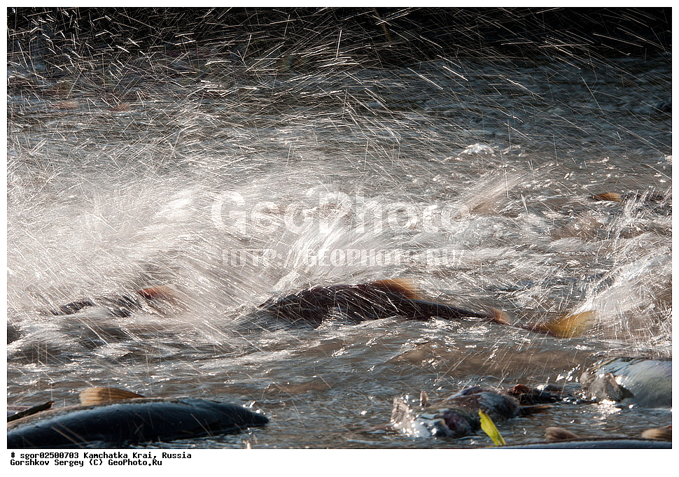 ��������, ��������, ����, ����, XYZ, ���������� ��������, ���������� ����, ���������� �����, ����� ��������, ��������, ���������, Salmonidae, ������, ������, ��� �������, ������