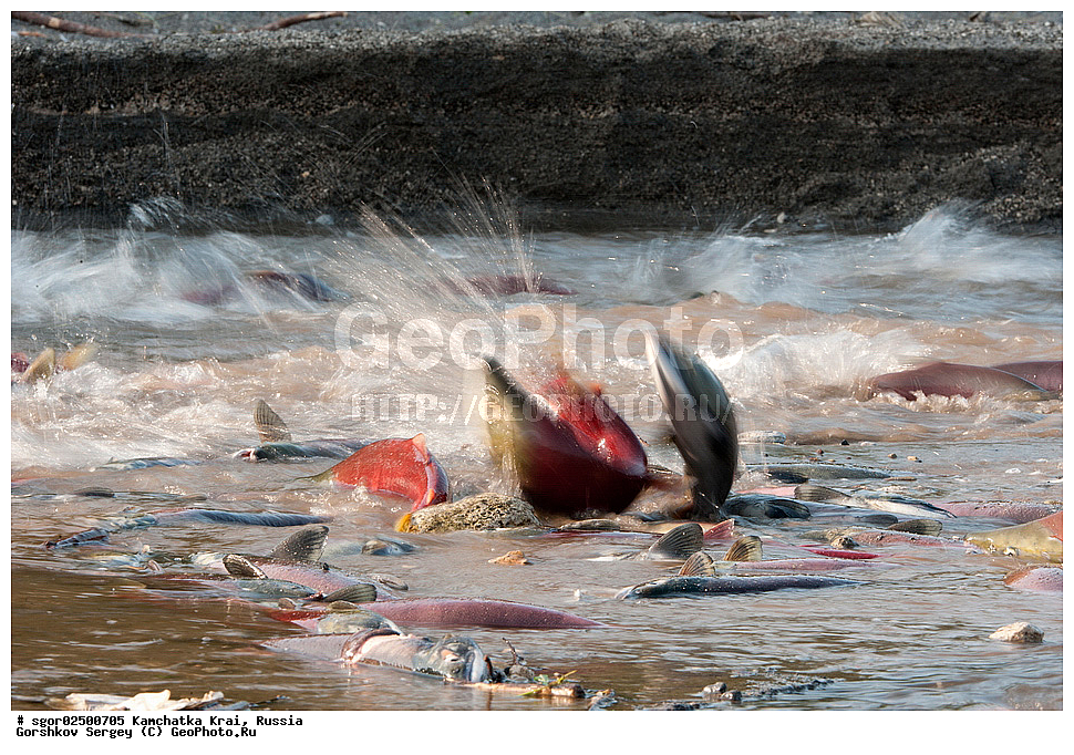 ��������, ��������, ����, ����, XYZ, ���������� ��������, ���������� ����, ���������� �����, ����� ��������, ��������, ���������, Salmonidae, ������, ������, ��� �������, ������