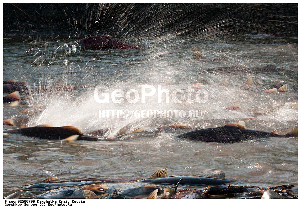 ��������, ��������, ����, ����, XYZ, ���������� ��������, ���������� ����, ���������� �����, ����� ��������, ��������, ���������, Salmonidae, ������, ������, ��� �������, ������