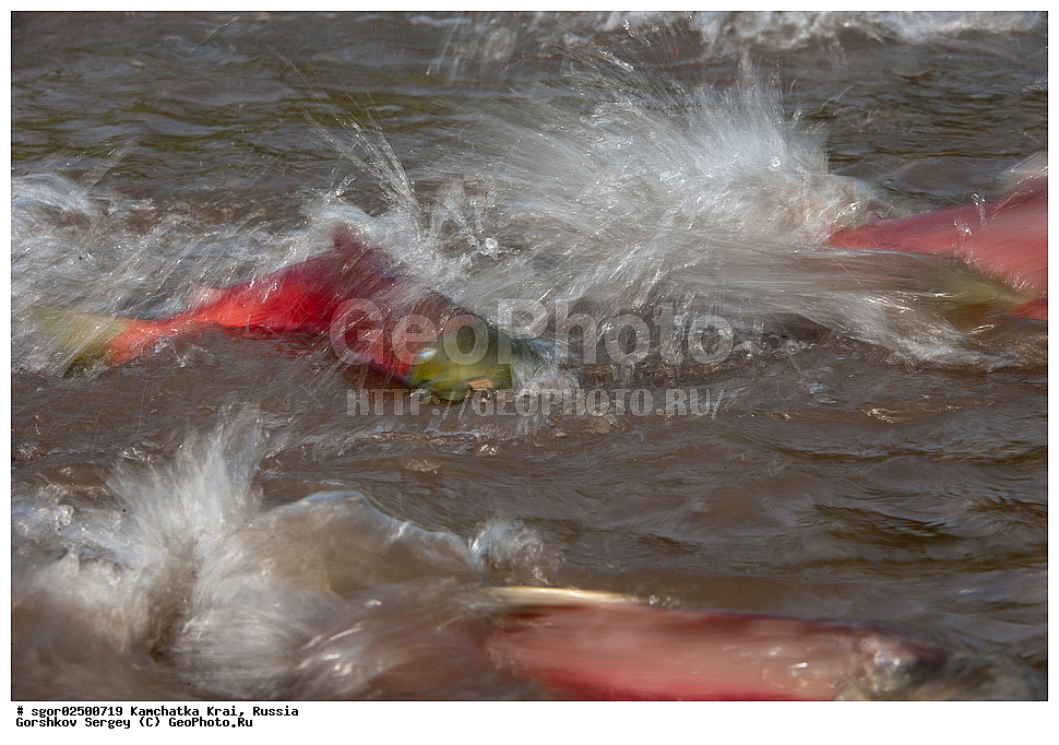 ��������, ��������, ����, ����, XYZ, ���������� ��������, ���������� ����, ���������� �����, ����� ��������, ��������, ���������, Salmonidae, ������, ������, ��� �������, ������