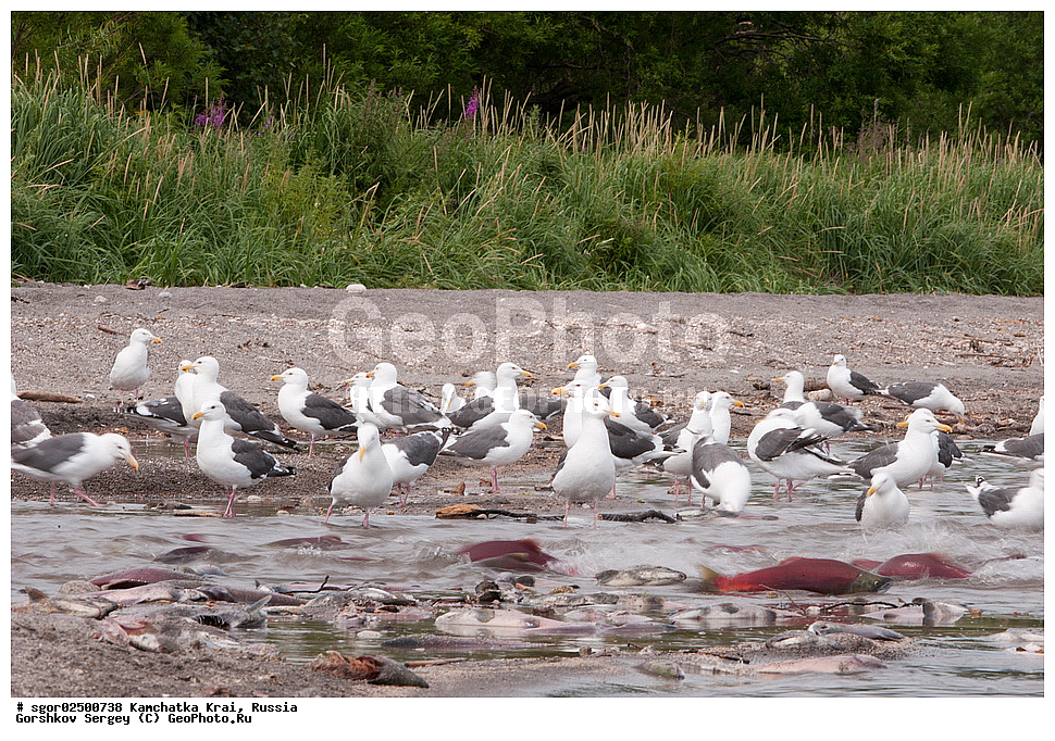 ��������, ��������, �����, �����, ��������, �����������, XYZ, ���������� ��������, ���������� ����, ���������� �����, ����� ��������