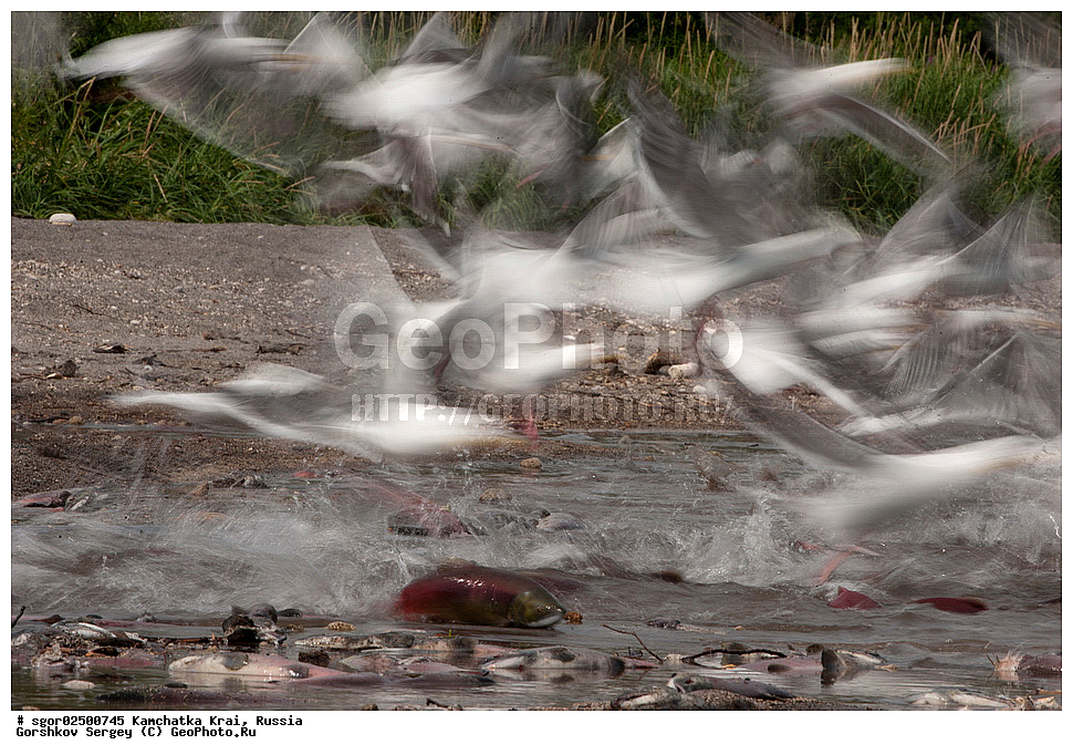 ��������, ��������, �����, �����, ��������, �����������, XYZ, ���������� ��������, ���������� ����, ���������� �����, ����� ��������