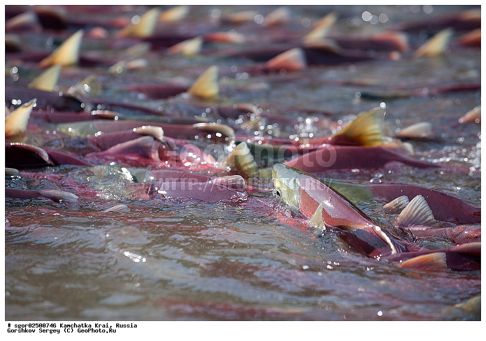 ��������, ��������, ����, ����, XYZ, ���������� ��������, ���������� ����, ���������� �����, ����� ��������, ��������, ���������, Salmonidae, ������, ������, ��� �������, ������