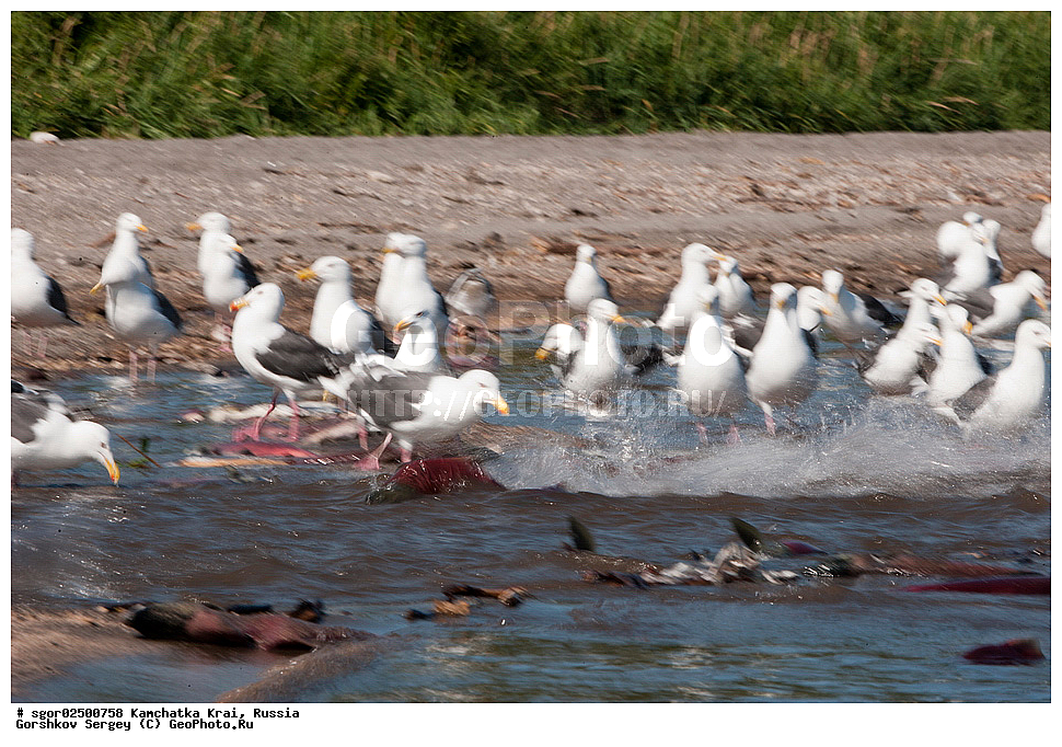 ��������, ��������, �����, �����, ��������, �����������, XYZ, ���������� ��������, ���������� ����, ���������� �����, ����� ��������