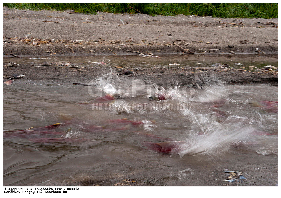 ��������, ��������, ����, ����, XYZ, ���������� ��������, ���������� ����, ���������� �����, ����� ��������, ��������, ���������, Salmonidae, ������, ������, ��� �������, ������