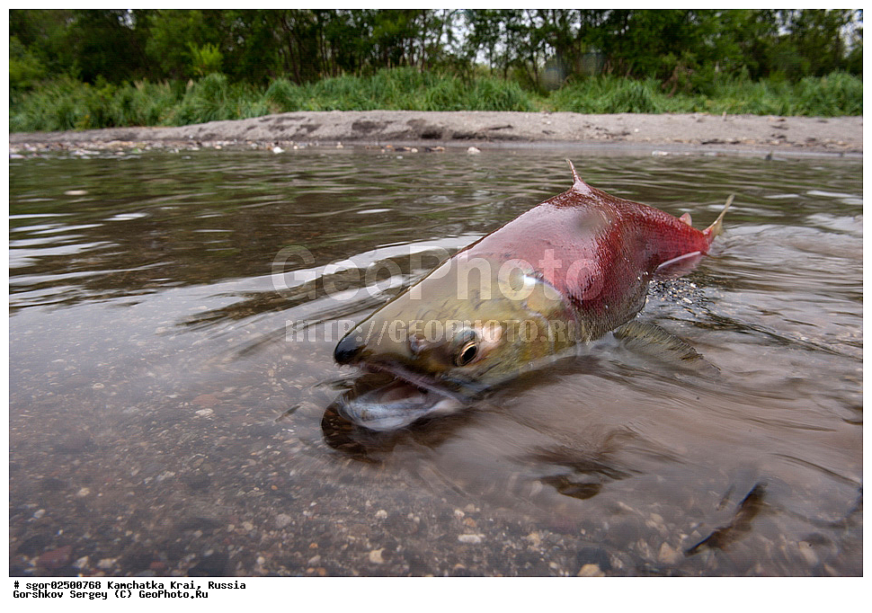 ��������, ��������, ����, ����, XYZ, ���������� ��������, ���������� ����, ���������� �����, ����� ��������, ��������, ���������, Salmonidae, ������, ������, ��� �������, ������