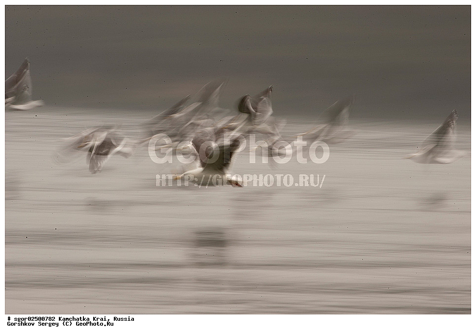 ��������, ��������, �����, �����, ��������, �����������, XYZ, ���������� ��������, ���������� ����, ���������� �����, ����� ��������