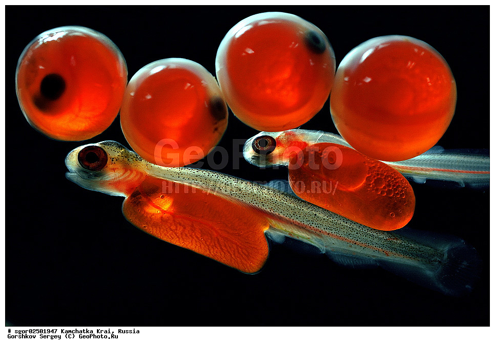 ��������, ��������, ����, ����, XYZ, ���������� ��������, ���������� ����, ���������� �����, ����� ��������, ��������, ���������, Salmonidae, ������, ������, ����, ����� �������, �������