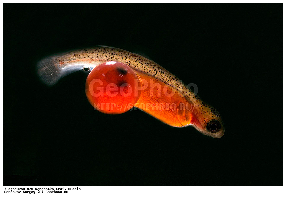 ��������, ��������, ����, ����, XYZ, ���������� ��������, ���������� ����, ���������� �����, ����� ��������, ��������, ���������, Salmonidae, ������, ������, ����, ����� �������, �������