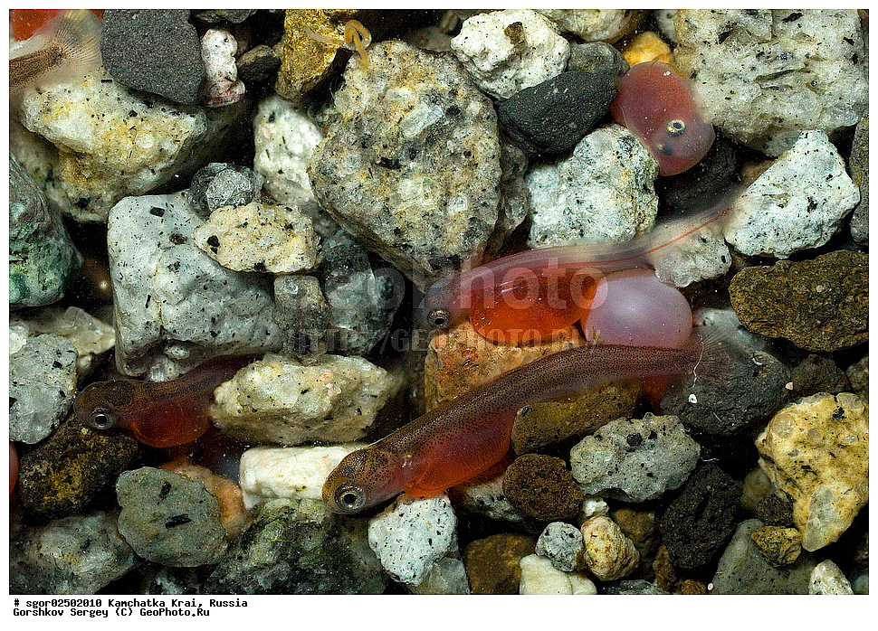 ��������, ��������, ����, ����, XYZ, ���������� ��������, ���������� ����, ���������� �����, ����� ��������, ��������, ���������, Salmonidae, ������, ������, ����, ����� �������, �������