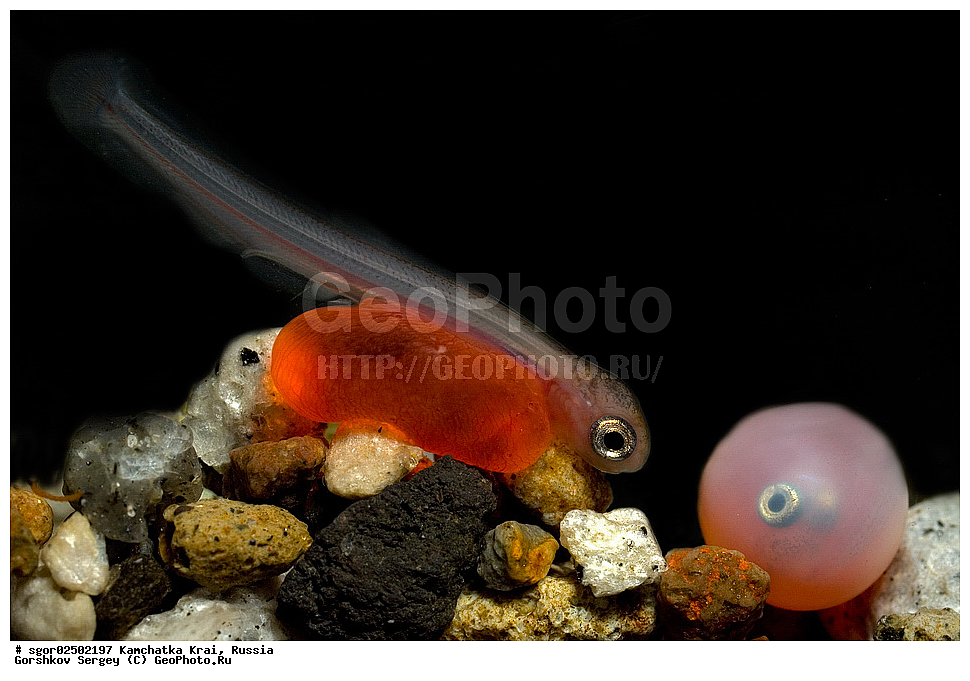 ��������, ��������, ����, ����, XYZ, ���������� ��������, ���������� ����, ���������� �����, ����� ��������, ��������, ���������, Salmonidae, ������, ������, ����, ����� �������, �������