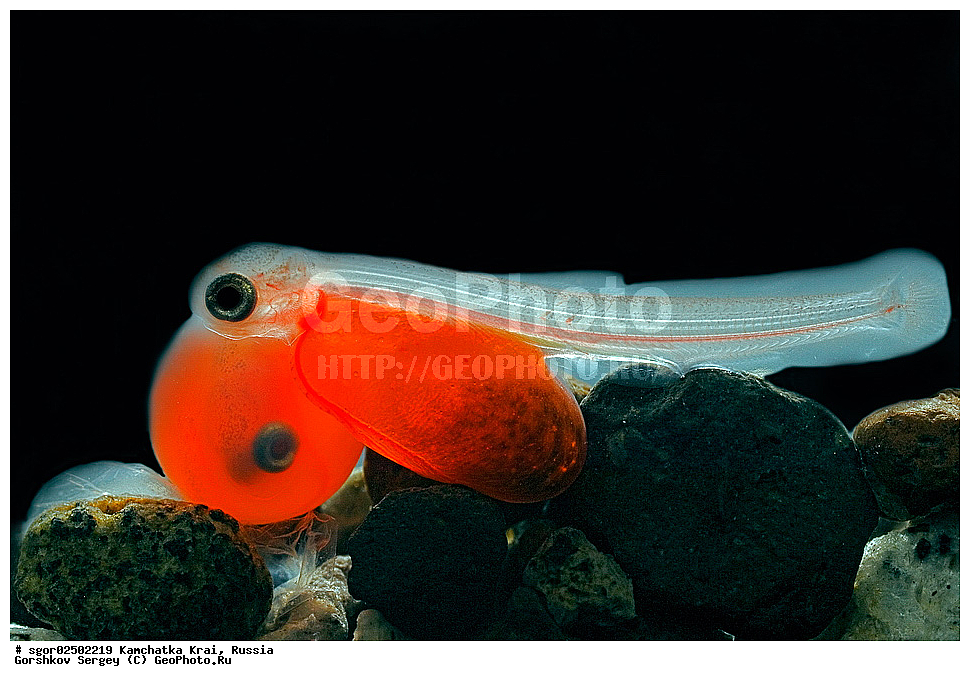 ��������, ��������, ����, ����, XYZ, ���������� ��������, ���������� ����, ���������� �����, ����� ��������, ��������, ���������, Salmonidae, ������, ������, ����, ����� �������, �������