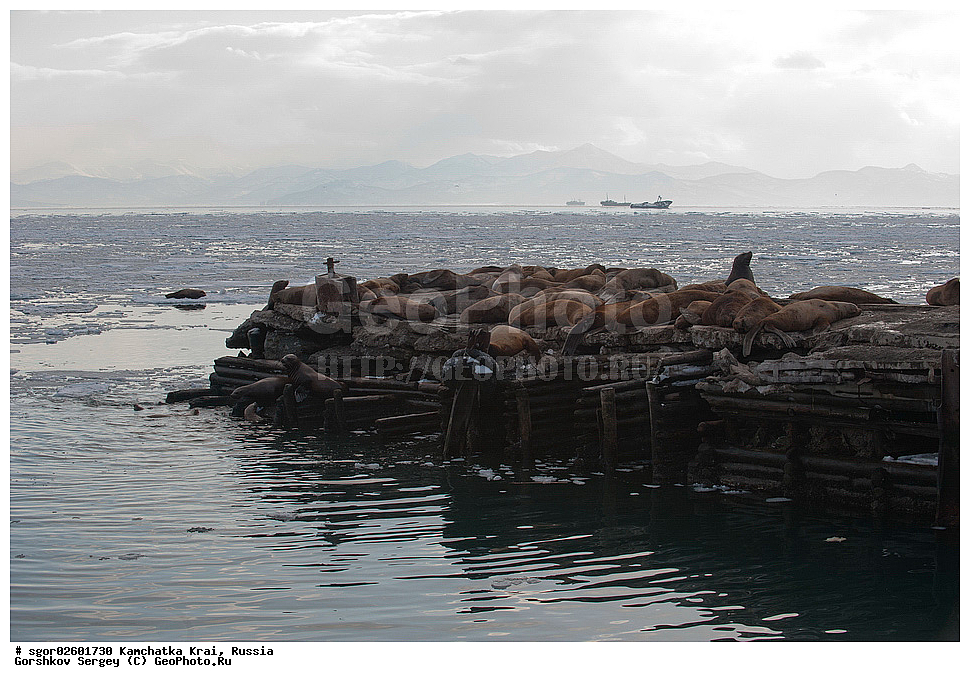 ��������, ��������, ������� �������������, ������� �������������, ������� �����, ������� �����, XYZ, ���������� ��������, ���������� ����, ������� ������, Otariidae, �����, �������� ������� ���, Eumetopias jubatus