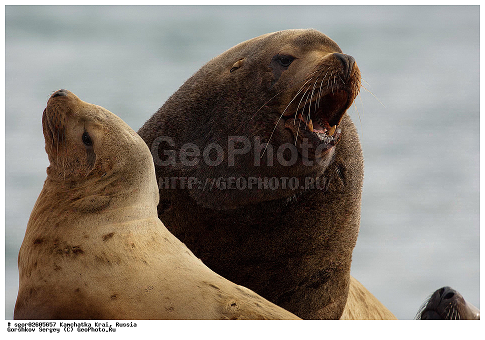 ��������, ��������, ������� �������������, ������� �������������, ������� �����, ������� �����, XYZ, ���������� ��������, ���������� ����, ������� ������, Otariidae, �����, �������� ������� ���, Eumetopias jubatus