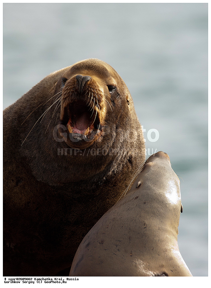 ��������, ��������, ������� �������������, ������� �������������, ������� �����, ������� �����, XYZ, ���������� ��������, ���������� ����, ������� ������, Otariidae, �����, �������� ������� ���, Eumetopias jubatus