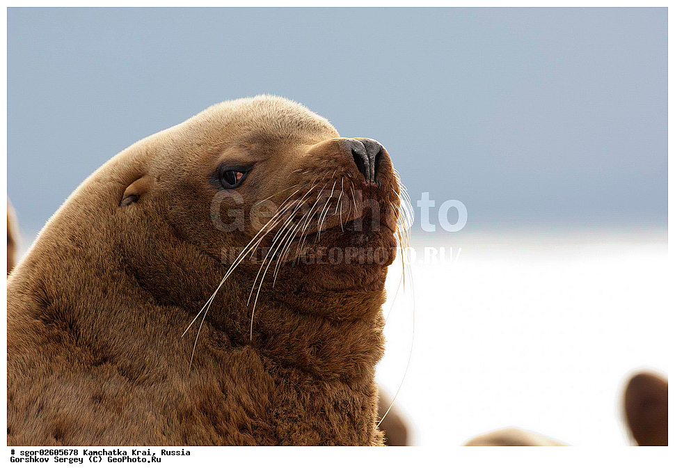 ��������, ��������, ������� �������������, ������� �������������, ������� �����, ������� �����, XYZ, ���������� ��������, ���������� ����, ������� ������, Otariidae, �����, �������� ������� ���, Eumetopias jubatus