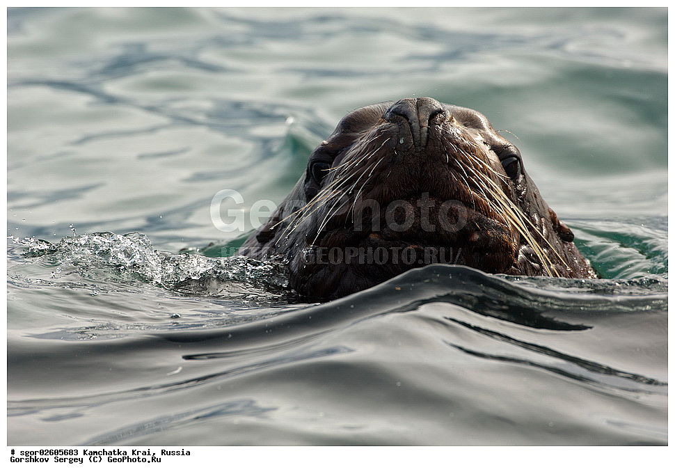 ��������, ��������, ������� �������������, ������� �������������, ������� �����, ������� �����, XYZ, ���������� ��������, ���������� ����, ������� ������, Otariidae, �����, �������� ������� ���, Eumetopias jubatus