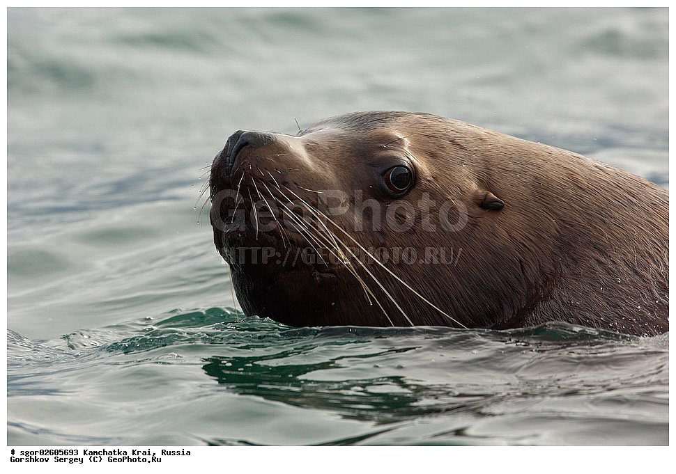 ��������, ��������, ������� �������������, ������� �������������, ������� �����, ������� �����, XYZ, ���������� ��������, ���������� ����, ������� ������, Otariidae, �����, �������� ������� ���, Eumetopias jubatus